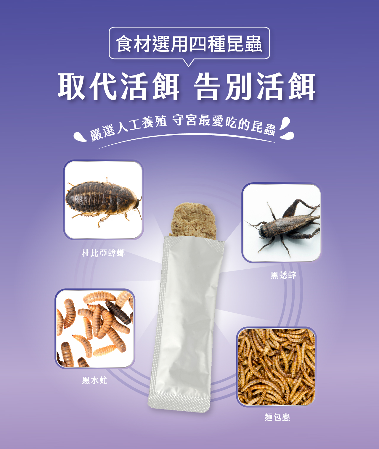 食材選用四種昆蟲取代活餌 告別活餌 嚴選人工養殖 守宮最愛吃的昆蟲杜比亞蟑螂黑蟋蟀黑水虻麵包蟲
