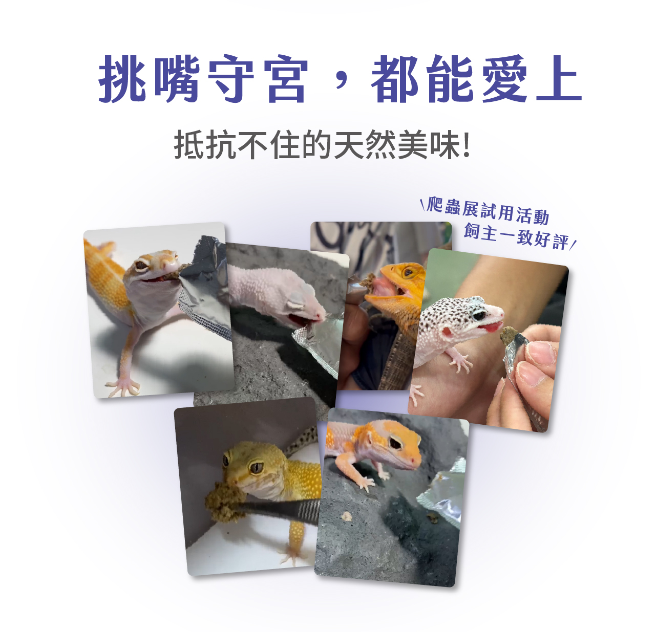 挑嘴守宮,都能愛上抵抗不住的天然美味!\爬蟲展試用活動飼主一致好評
