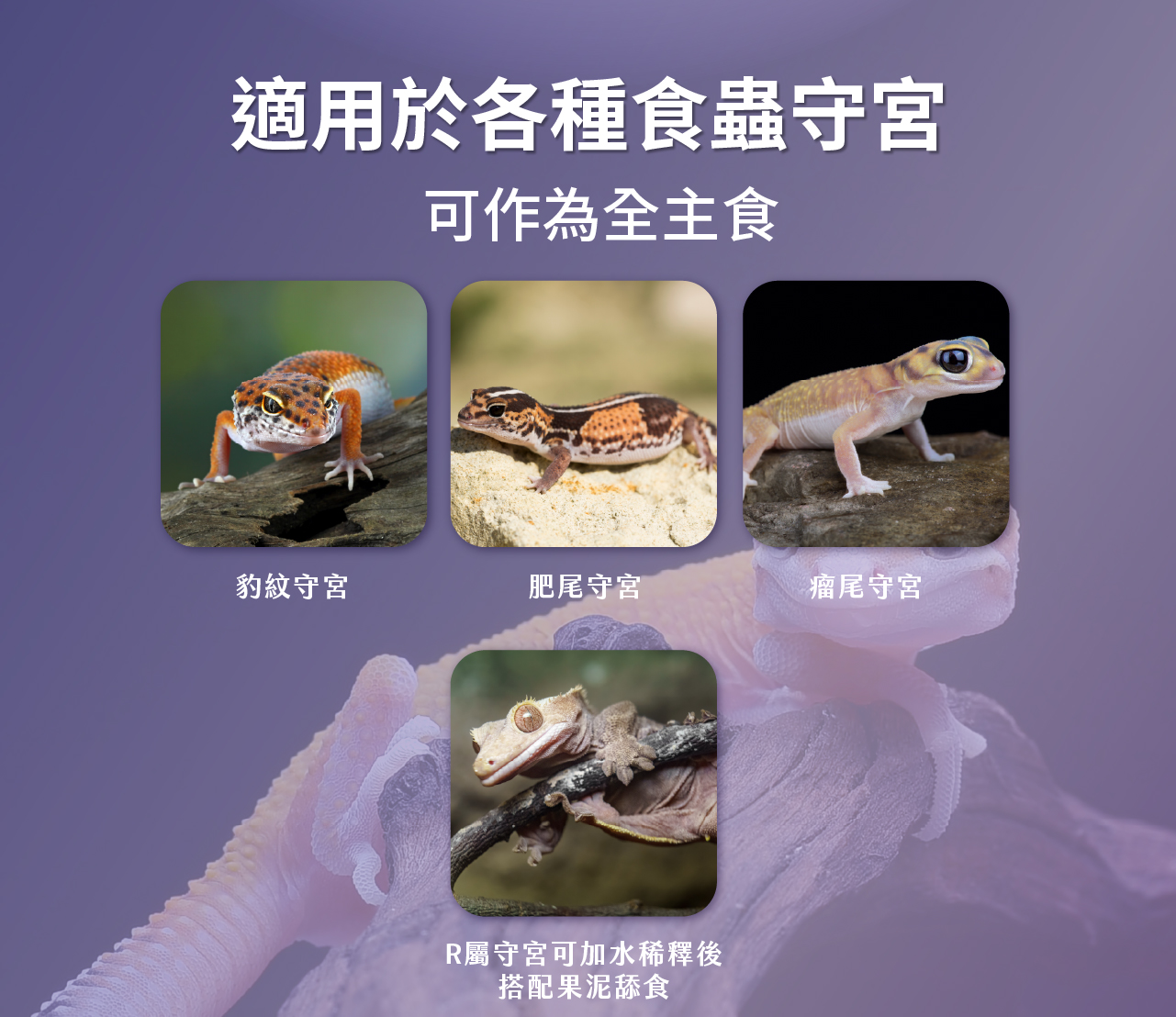 適用於各種食蟲守宮可作為全主食豹紋守宮肥尾守宮瘤尾守宮R屬守宮可加水稀釋後搭配果泥舔食