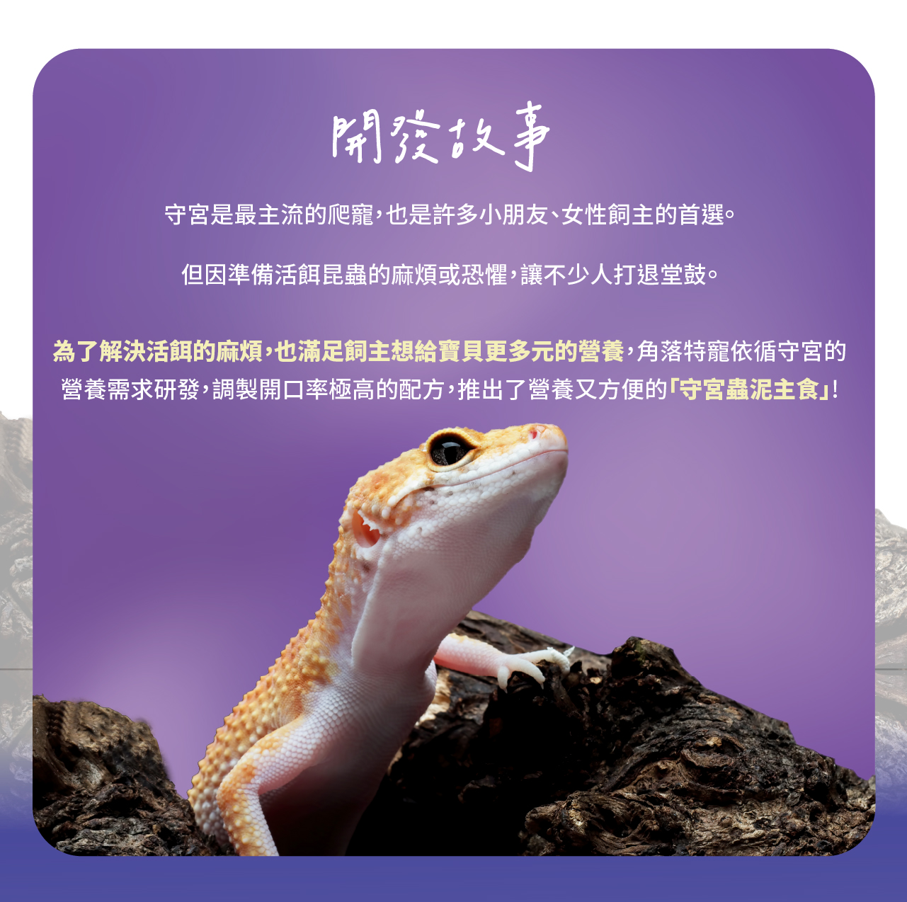 開發故事守宮是最主流的爬寵,也是許多小朋友、女性飼主的首選。但因準備活餌昆蟲的麻煩或恐懼,讓不少人打退堂鼓。為了解決活餌的麻煩,也滿足飼主想給寶貝更多元的營養,角落特寵依循守宮的營養需求研發,調製開口率極高的配方,推出了營養又方便的守宮蟲泥主食!