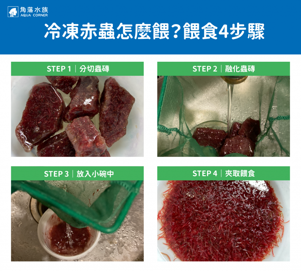 冷凍赤蟲 怎麼餵？
