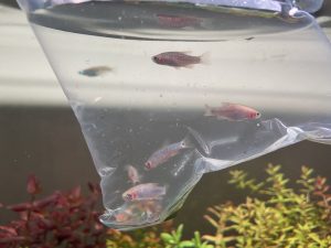 魚蝦 對水對溫 步驟及注意事項專欄封面