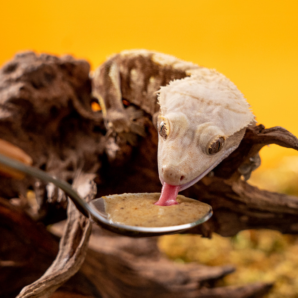 Geckofruitspowder_IMG_2