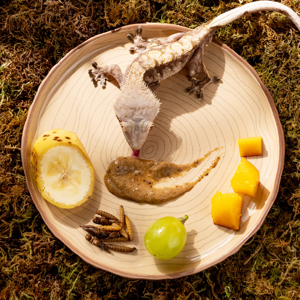 Geckofruitspowder_IMG_4